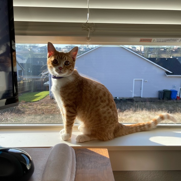 Meet your Posher, Gayle - Picture 5 of 7